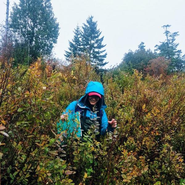 Photo link to the MABRRI student blogs. Photo shows an employee in tall shrubs doing field work.