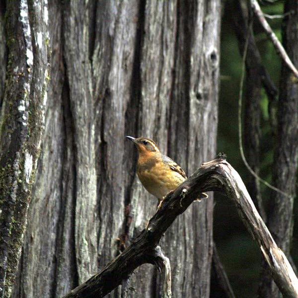 Varied thrush.