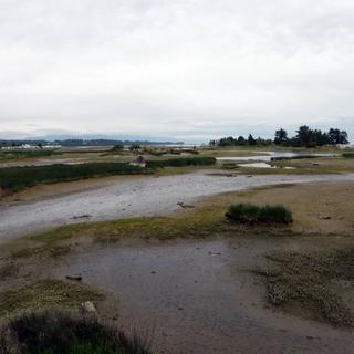 Eelgrass Mapping Practice Field Day 3