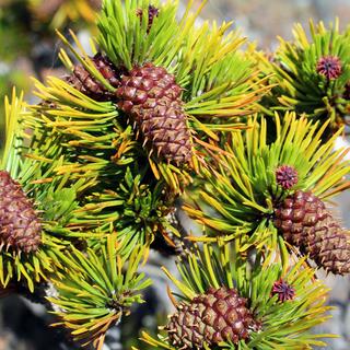 GLORIA Project - Alpine Monitoring Day 3 1