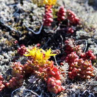 GLORIA Project - Alpine Monitoring Days 1-2 5