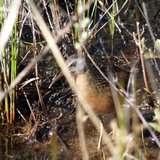 Mapping Parksville's Wetlands 3