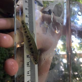 A juvenile rainbow trout!