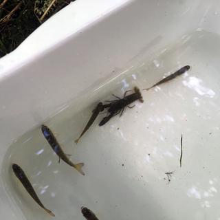 Minnow Trapping in Nanaimo 3