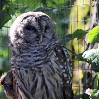 North Island Wildlife Recovery Center 3