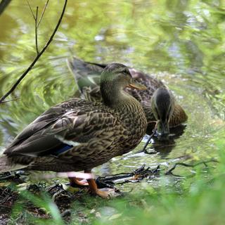 North Island Wildlife Recovery Center 4