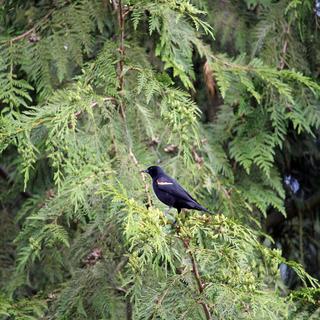 North Island Wildlife Recovery Center 5