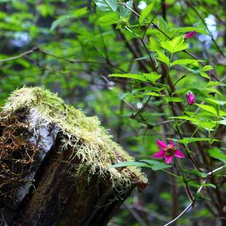 Rathtrevor Beach, Hamilton Marsh, & Little Qualicum Falls 4