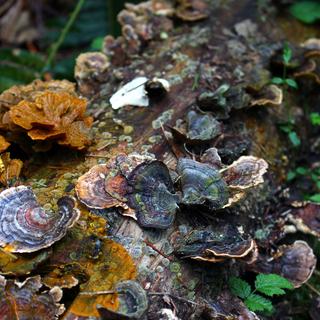 Rathtrevor Beach, Hamilton Marsh, & Little Qualicum Falls 5