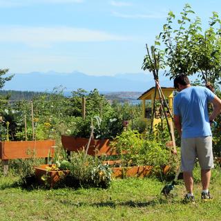 Graham weeding the garden.