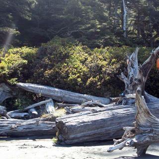 Walking the Wild Side in the Clayoquot Sound Biosphere Reserve 8