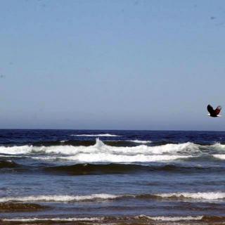 Walking the Wild Side in the Clayoquot Sound Biosphere Reserve 9