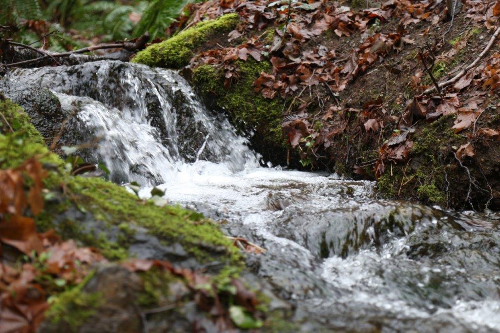 Photo showing the stream named Departure Creek flowing through a forest.