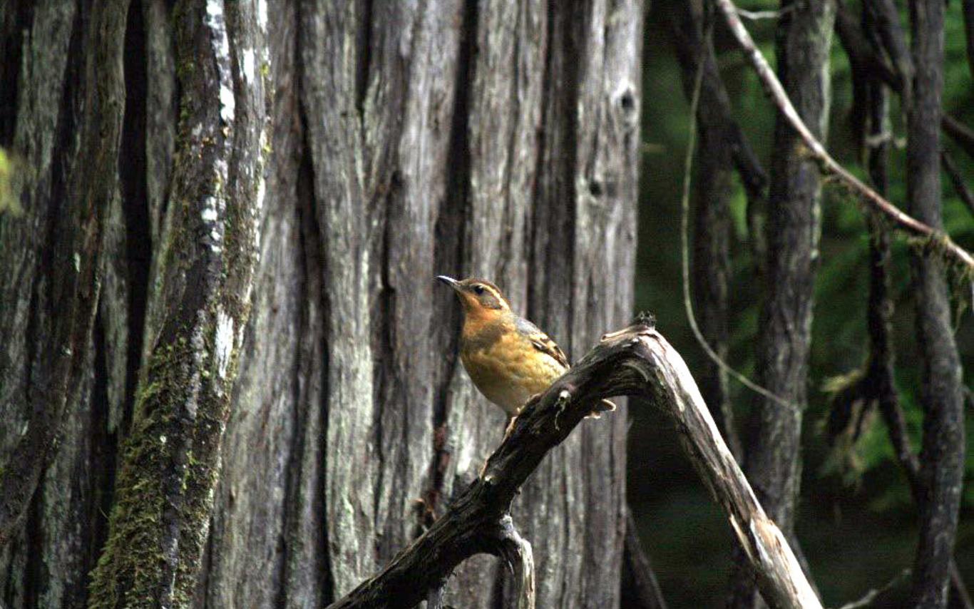 Varied thrush.