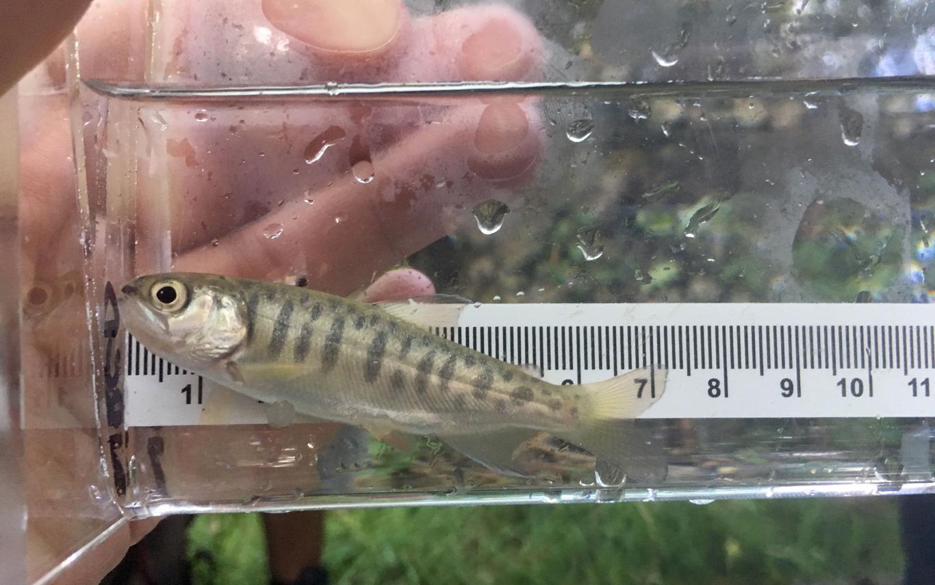 Minnow Trapping in Nanaimo 1